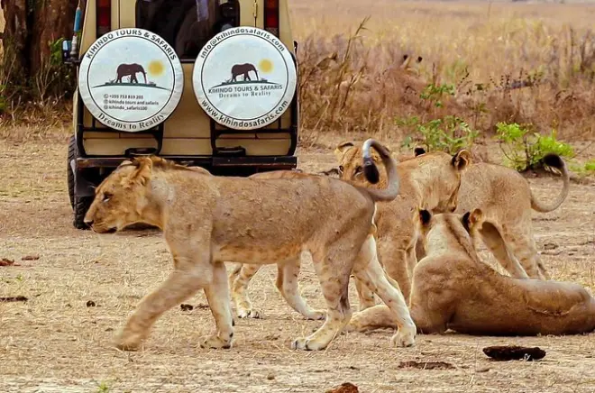 Safari Mikumi 4 jours : Safaris et train depuis Dar es Salaam