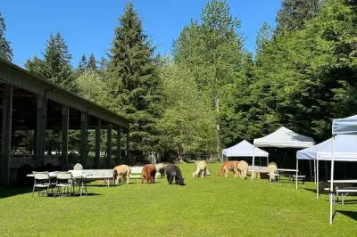 Picnic con alpaca a Seattle: Nutri e scatta foto con animali