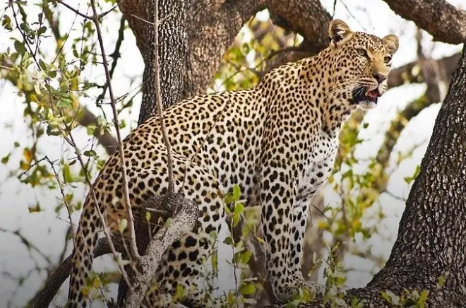 Safari de 4 dias em Chobe e Cataratas Vitória saindo de Kasane