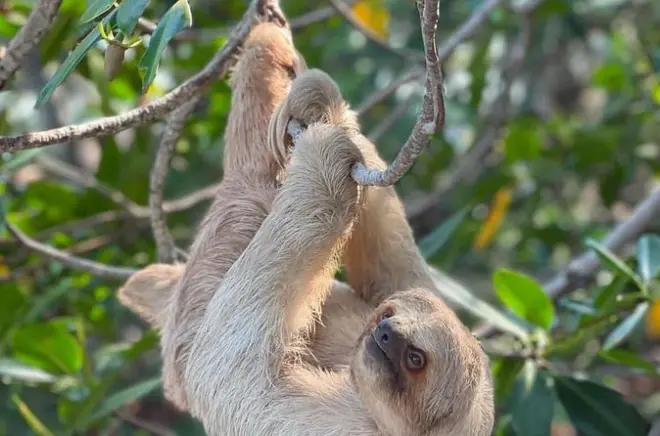 Roatan: Parque de macacos e preguiças com chocolate e rum