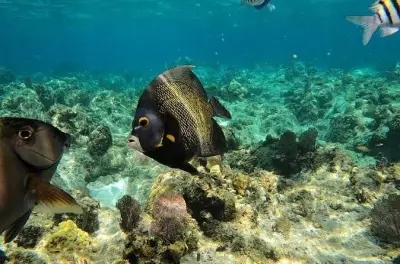 Snorkel em Roatan: Segundo maior recife e vida selvagem
