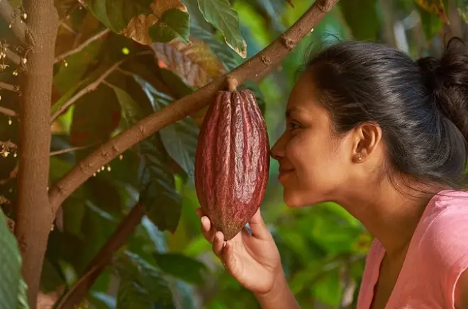 Corso di cacao a Circasia: Prepara il cioccolato dal seme