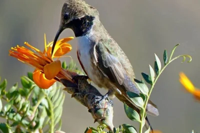 Travel from arequipa to puno in 2 days. see colca canyon, spot condors, visit chivay, relax in hot springs, and cross the andes. includes transfer.