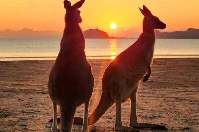 Erlebe den sonnenaufgang am cape hillsborough, beobachte kängurus und wallabies am strand, genieße eine geführte buschwanderung und ein entspanntes frühstück – inklusive abholung.