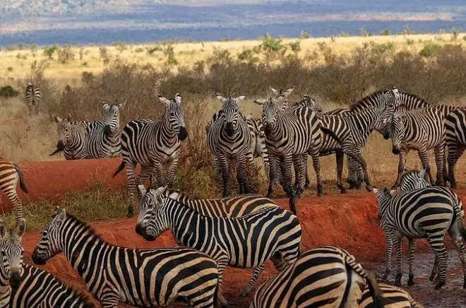 Tsavo East Tagestour ab Mombasa: Big Five erleben
