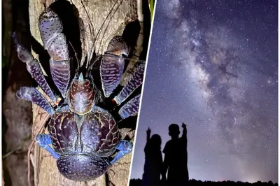 Miyakojima night jungle tour with stargazing and pickup