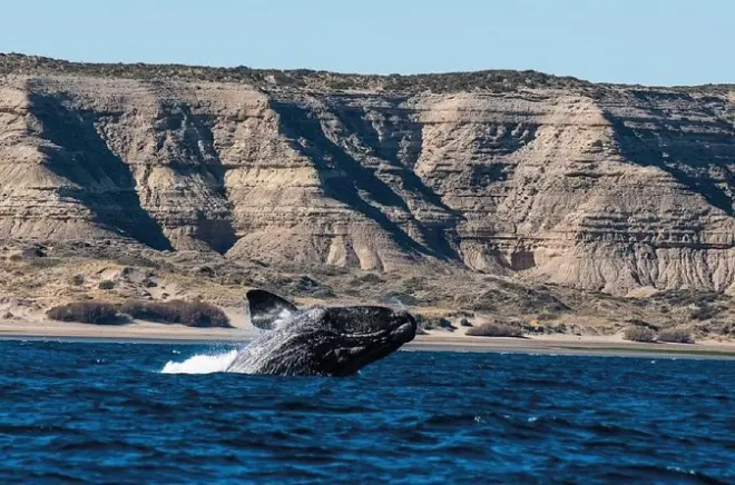 Peninsula Valdés: Elefantes-marinhos, pinguins e orcas