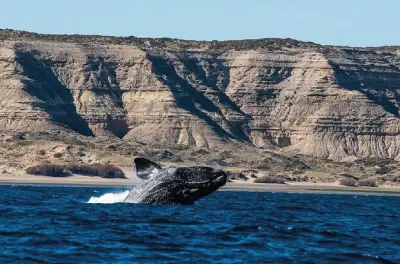 Península Valdés con elefantes marinos, pingüinos y orcas