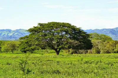 Traslado privado del aeropuerto de Liberia a JW Marriott Costa Elena