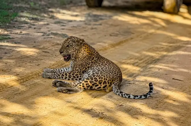 Yala National Park Safari Tour: Half & Full Day Options