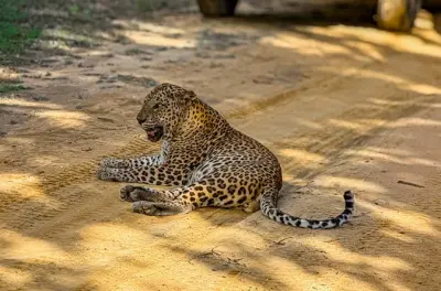 Safari no parque nacional de Yala: Opções de meio e dia inteiro