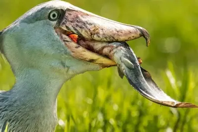 Schuhschnabel & Vogelbeobachtung: Kanu-Tour im Mabamba-Sumpf
