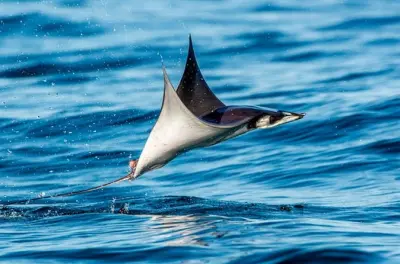 Snorkel em La Ventana com biólogo: Arraias mobula e vida marinha