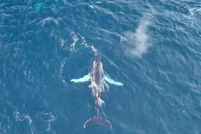 Walbeobachtung im Alta Fjord auf beheiztem Boot