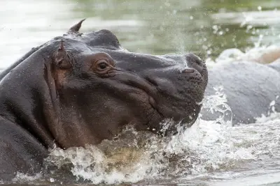 Chobe Day Trip from Victoria Falls: River & Game Drive