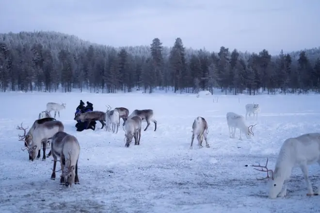 Reindeer herding in Ivalo: Feed the herd and learn from locals