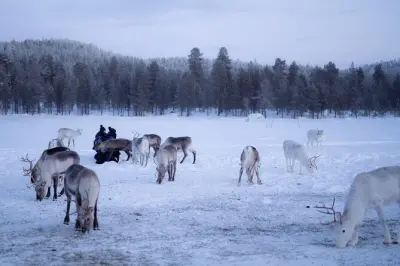 Reindeer herding in Ivalo: Feed the herd and learn from locals