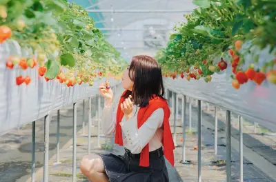 Strawberry Picking & Sakura Dyeing in Fukuoka from Hakata