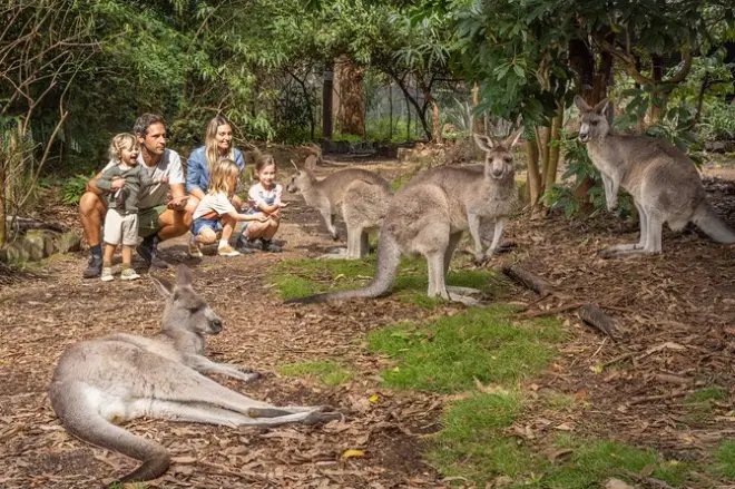 Merimbula Wetlands Tour: Tierwelt & Küstenklippen