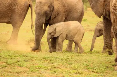 Safari privato ad Addo: Game drive Big 5 con pranzo