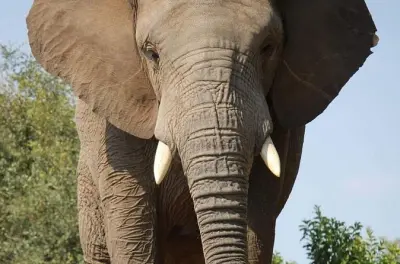 Addo y Kragga Kamma safari: Avistamiento cercano de los Big Five