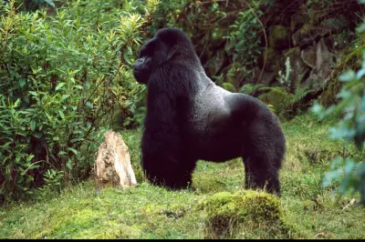 Gorilla-Trekking im Volcanoes Nationalpark auf den Virunga-Bergen
