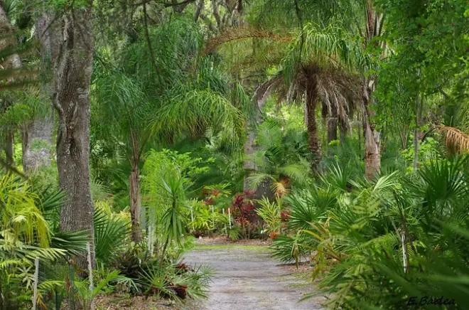 Giardino botanico di St. John's Florida: Tour privato a piedi