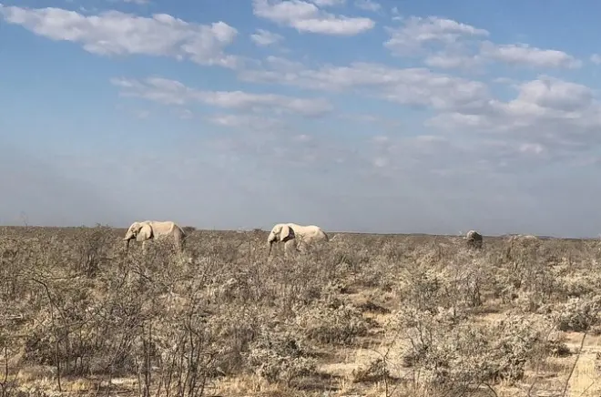 2-Day Etosha Safari from Windhoek: Guided game drive