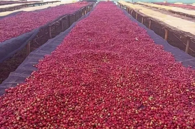 Éthiopie 5 jours : Plantations de Yirgacheffe et Addis Ababa
