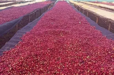 5-tägige Äthiopien-Kaffeetour: Yirgacheffe Plantagen & Addis Abeba