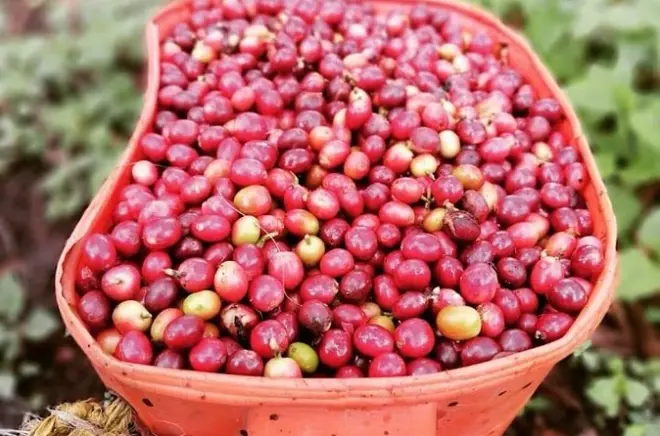 Salento, Cocora-Tal & Kaffeefarm: Private Tour