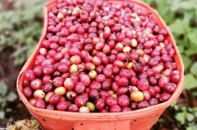 Salento, Cocora Valley & Coffee Farm: Private Tour