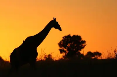 Akagera Safari: Privater Game Drive und Bootsfahrt auf dem See