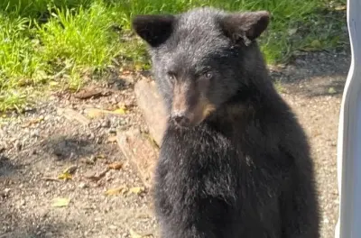 Tour privé à Ketchikan : Faune, totems et échelle à saumons