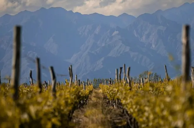 Dégustations et déjeuner dans 3 vignobles à Luján de Cuyo