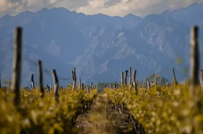 3 Wineries in Luján de Cuyo from Mendoza: Tastings & Lunch
