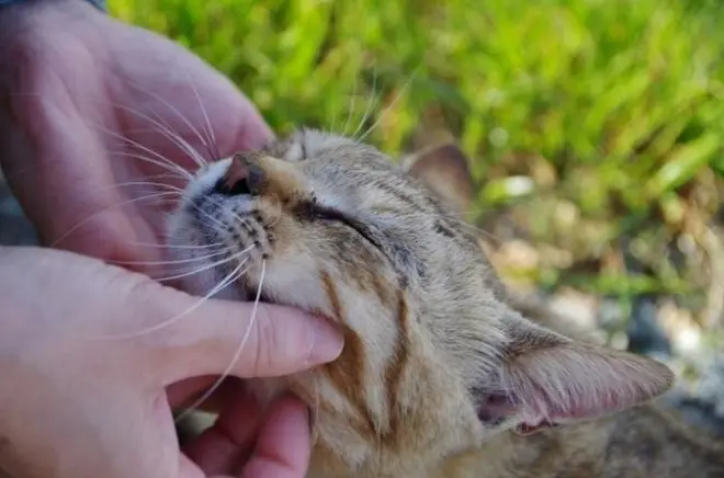 Île aux chats d'Ainoshima depuis Fukuoka avec plus de 150 chats