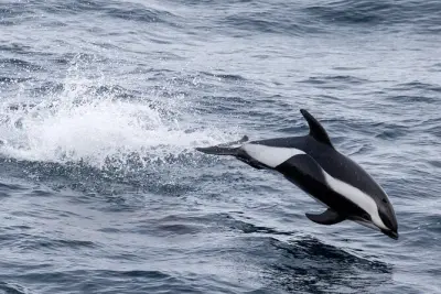 Alta Fjord Wal-Safari: Pottwale und Orcas beobachten
