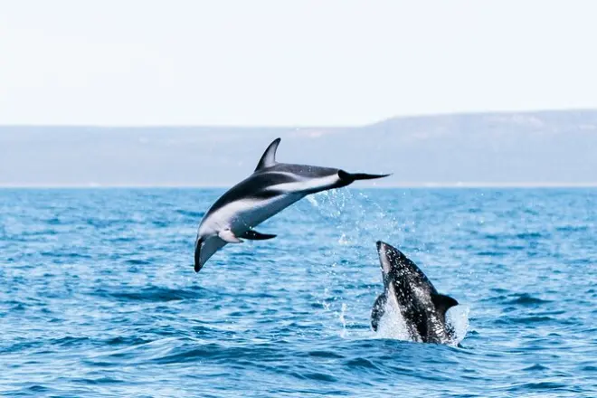 Avistamiento de delfines en Golfo Nuevo desde Puerto Madryn