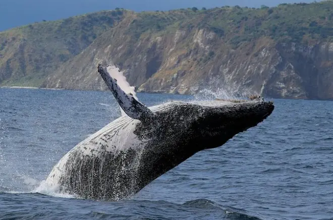 Snorkeling à Puerto López : Baleines, lions de mer et Isla Salango