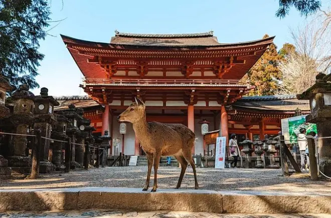 Nara Day Tour from Osaka: Private Guide, Temples & Deer Park
