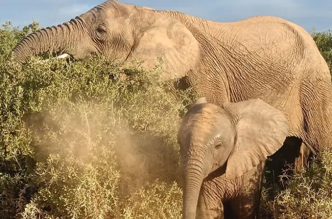 Safari privado en Addo desde Port Elizabeth con día completo