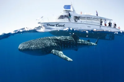 Descubre el nado con tiburones ballena en ningaloo reef en una excursión de día completo desde exmouth, con equipo de snorkel, almuerzo, avión localizador, recogida en hotel y fotos gratis.
