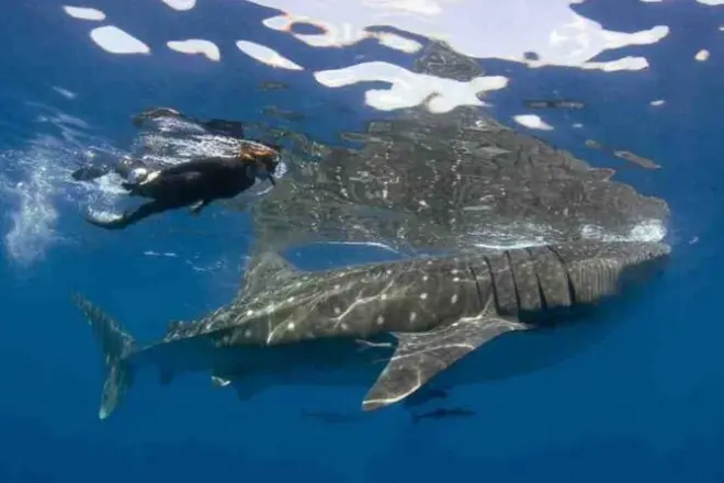 Isla Mujeres: Nade com tubarão-baleia de maio a setembro