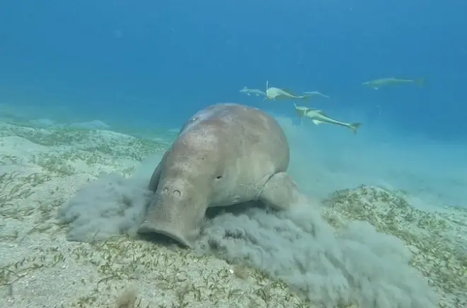 Schnorcheln in Marsa Mubarak: Dugongs und Schildkröten