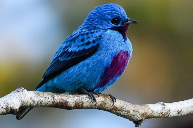 Esquipulas : Colibris et sentiers pour la photo d’oiseaux