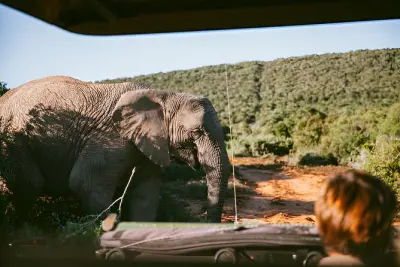 Pilanesberg Safari ab Johannesburg