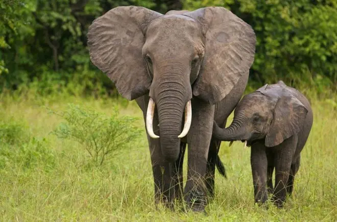 Safari de meio dia saindo de Durban: Reserva Tala e parque Natal