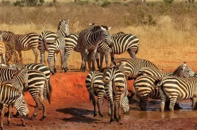 Safari Tsavo East 2 dias: Pernoite no wildlife lodge