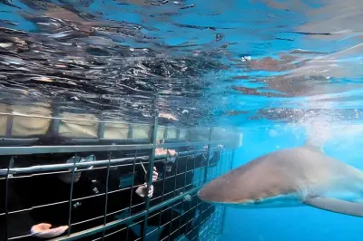 Shark Cage Diving in Gansbaai: Bronze Whaler & Marine Big 5